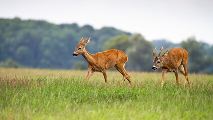 Roe deer male, capreolus capreolus, following female in rutting season on the meadow. Pair of wild...