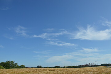 Grain field in Kalletal-Bentorf, Germany