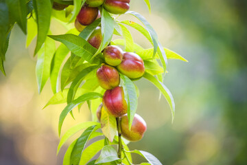 Organic agriculture. Nectarine on a branch