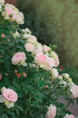 Pink and white roses Eden roze bloom in a tropical garden.
