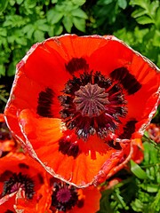Oriental poppy, or small leafy poppy (lat. Papaver orientale). In the mythopoetic tradition, poppy is associated with sleep and death.