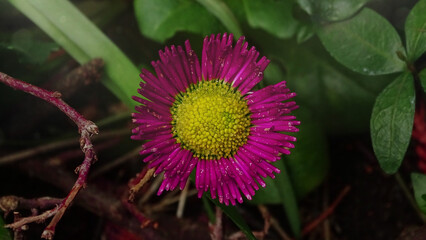 Fototapeta premium flower of a pink flower