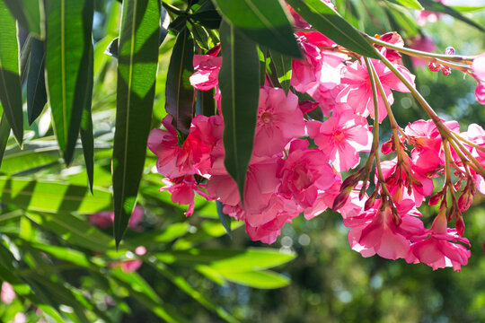 Oleander pink lat. Nerium is an evergreen southern plant. Pink exotic flowers in selective focus. Beautiful background for a postcard. Summer bright flower. Subtropical plant.