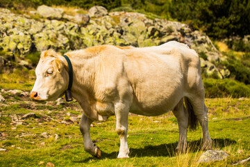 Mountain cow in La Cerdanya, Barcelona, Spain