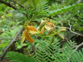 Tamarind flower