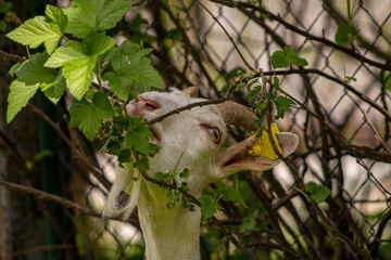 Domestic goat eating branches	