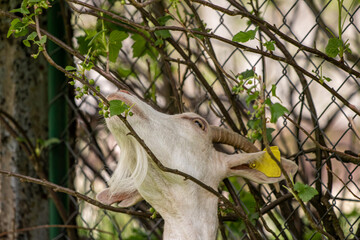 Domestic white goat eating leafs
