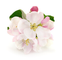 Apple flowers with leaves.