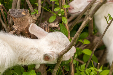 Small white goat eating branches	
