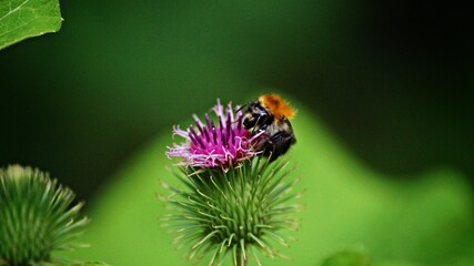 Hummel