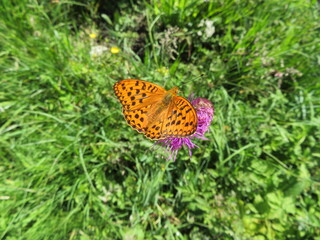 Schönheit der Schmetterlinge