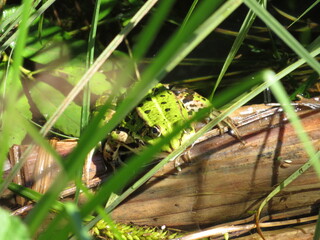 Teichfrosch im Gras getarnt