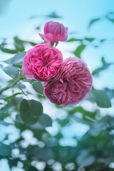 English rose in garden. English pink rose Princess Alexandra of Kent.