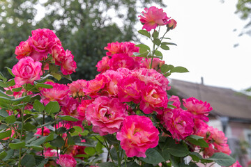 pink roses in a garden