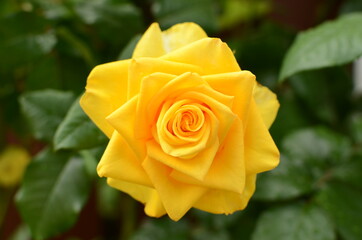 yellow rose on green background