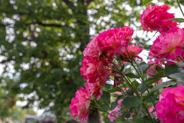 
Pink roses in the garden in the evening light on a horizontal background with place for text.