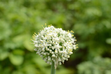 flowering onions in the garden.
