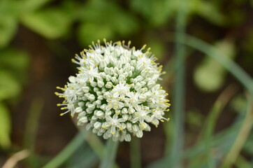 flowering onions