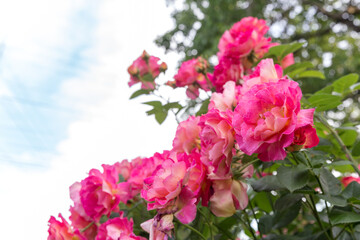Fototapeta premium Bushes of pink roses on the right side of the horizontal frame with place for text on the left side of the frame.