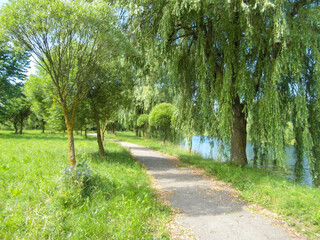 Fototapeta premium Beautiful summer landscape by a pond on a Sunny summer day