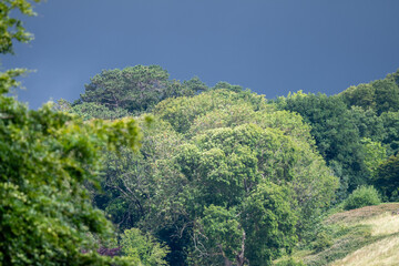 Storm clouds above trees on a summer day in the English countryside