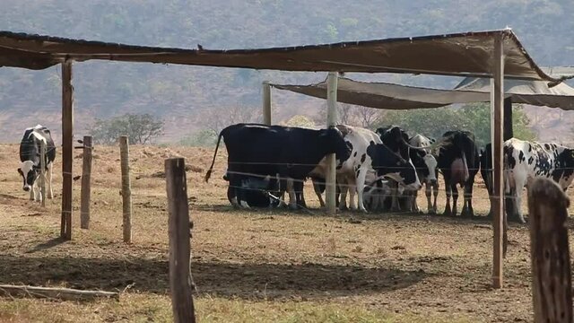 General plan image of milk cows confined to pasture during the dry season. Farm in Brazil.