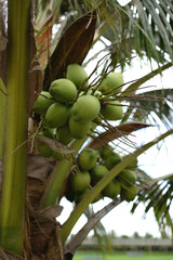 Fresh green young coconut on a blurred background