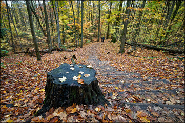 Close-up of the maple leaf on the tree trunk in the valley.