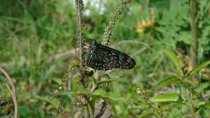 butterfly on the grass