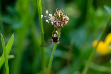 Close up of a marmalade hoverfly (Episyrphus balteatus) feeding from clover in a meadow