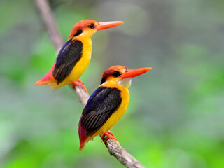Black-backed Kingfisher, Ceyx erithacus, a tiny colorful kingfisher perching together on the same branch, bird