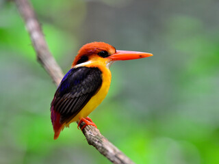 Black-backed Kingfisher, ceyx erithacus, perching on the hanging branch taken from Kaeng Krachan National park, bird