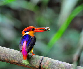 Black-backed Kingfisher