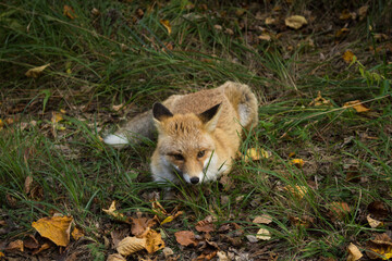 Fox in the forest