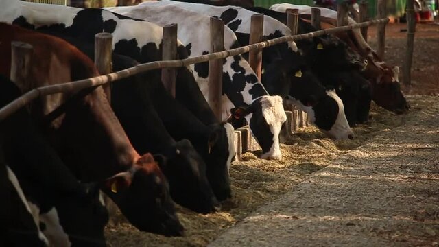 Closeup image of milk cows confined to pasture in the dry season. Farm in Brazil.