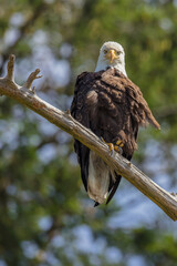 eagle looking at ya