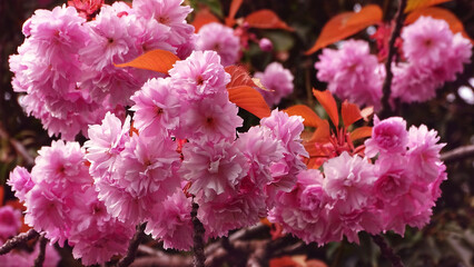 pink hydrangea flowers