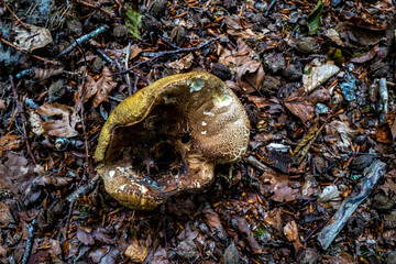 champignon au sol en forêt