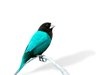Blue bird in fancy color (Black-headed Munia)