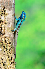 Blue Lizard looks like small reptile with nice details on its painted body