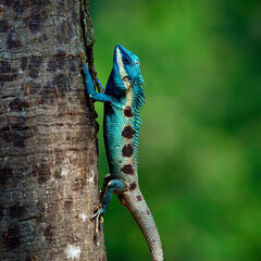 Blue Lizard perching on the tree