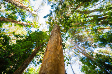 Perspective view of the myrtle forest. Bariloche. Patagonia Argentina. Selective focus.