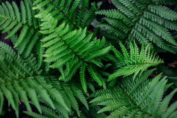 Fototapeta na wymiar Green fern leaves close up