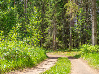 Obraz premium beautiful empty dirt road in green pine and spruce forest in summer. Natural background.