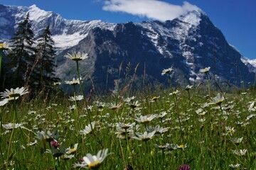 alpine meadow in the alps