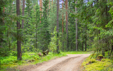 Banner of beautiful empty dirt road in green pine and spruce forest in summer. Natural background.