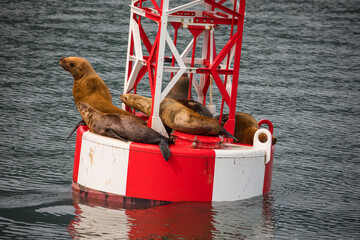 red white and seal