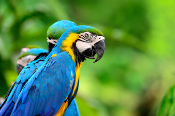 Closeup of a beautiful blue-and-yellow macaw, macaw bird with nice and great details