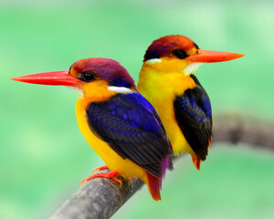 Closeup of Black-backed Kingfisher perching close together on the branch with clear green background, black back kingfisher, bird