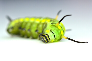 Closeup of cute green worm, cute butterfly worm sleeping and lying on the white background